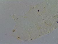 Acanthechiniscus victor image