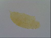 Pseudechiniscus ramazzottii image