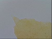 Pseudechiniscus ramazzottii image