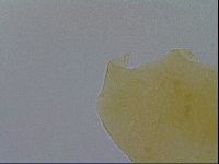 Pseudechiniscus ramazzottii image