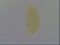 Pseudechiniscus ramazzottii image
