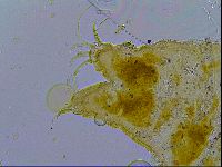 Media resource of Cornechiniscus tibetanus