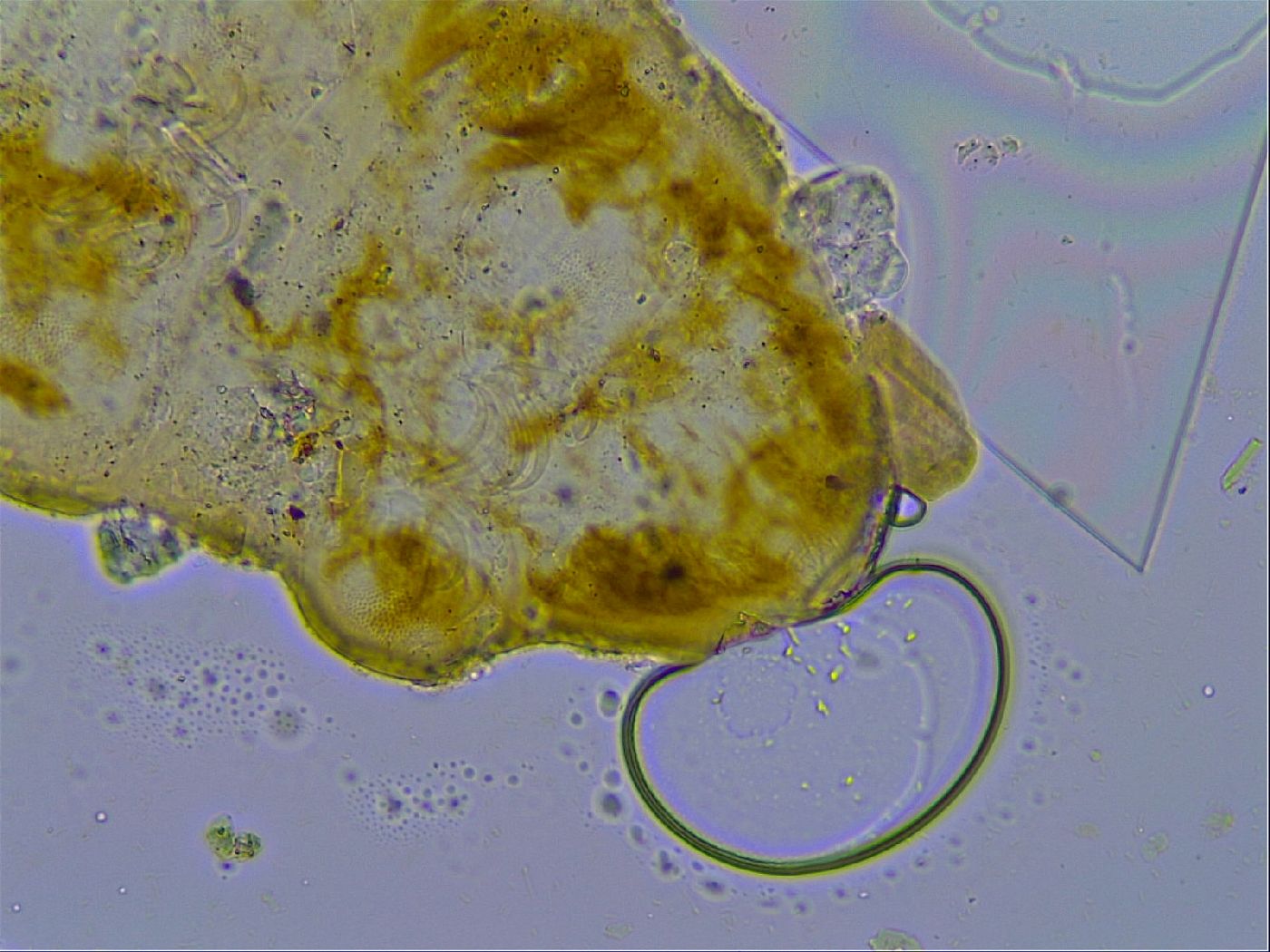 Cornechiniscus tibetanus image