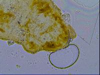 Cornechiniscus tibetanus image