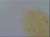 Pseudechiniscus ramazzottii facettalis image