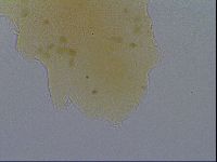 Pseudechiniscus ramazzottii image