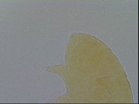 Pseudechiniscus ramazzottii facettalis image