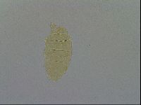 Pseudechiniscus ramazzottii facettalis image