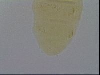 Pseudechiniscus ramazzottii facettalis image