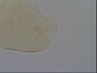 Pseudechiniscus ramazzottii image