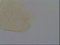 Pseudechiniscus ramazzottii image