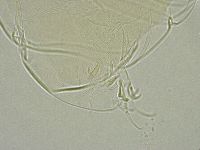 Media resource of Milnesium tardigradum