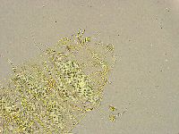 Acanthechiniscus victor image