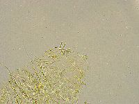 Acanthechiniscus victor image