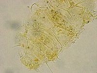 Acanthechiniscus victor image
