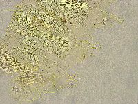 Acanthechiniscus victor image