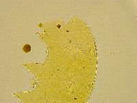 Acanthechiniscus victor image