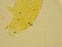 Acanthechiniscus victor image