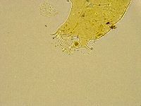 Acanthechiniscus victor image