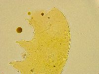 Acanthechiniscus victor image