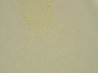 Stygarctus bradypus image