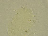 Stygarctus bradypus image