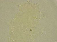 Media resource of Stygarctus bradypus