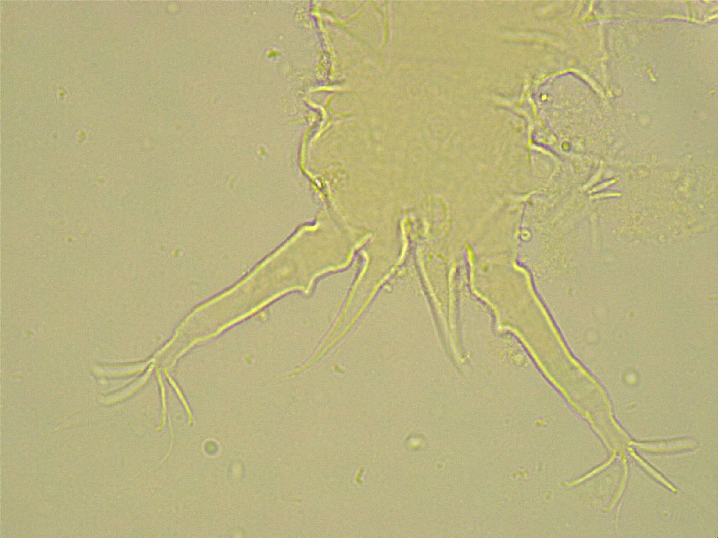 Stygarctus bradypus image
