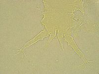 Stygarctus bradypus image