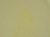 Stygarctus bradypus image