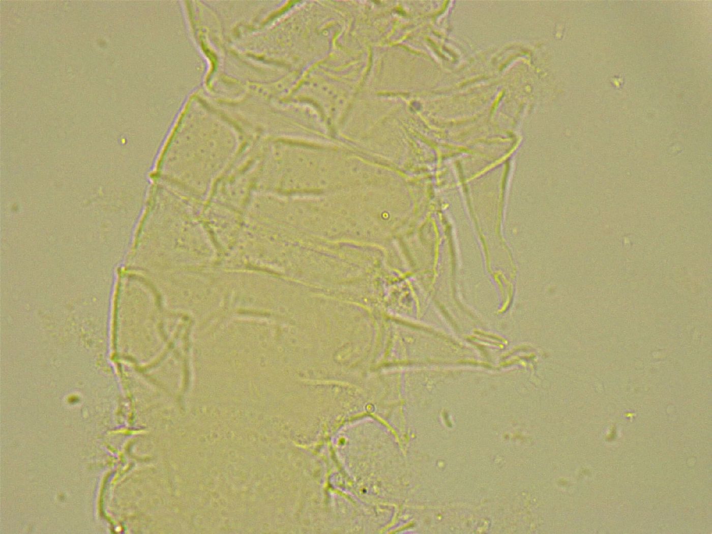 Stygarctus bradypus image