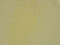 Stygarctus bradypus image