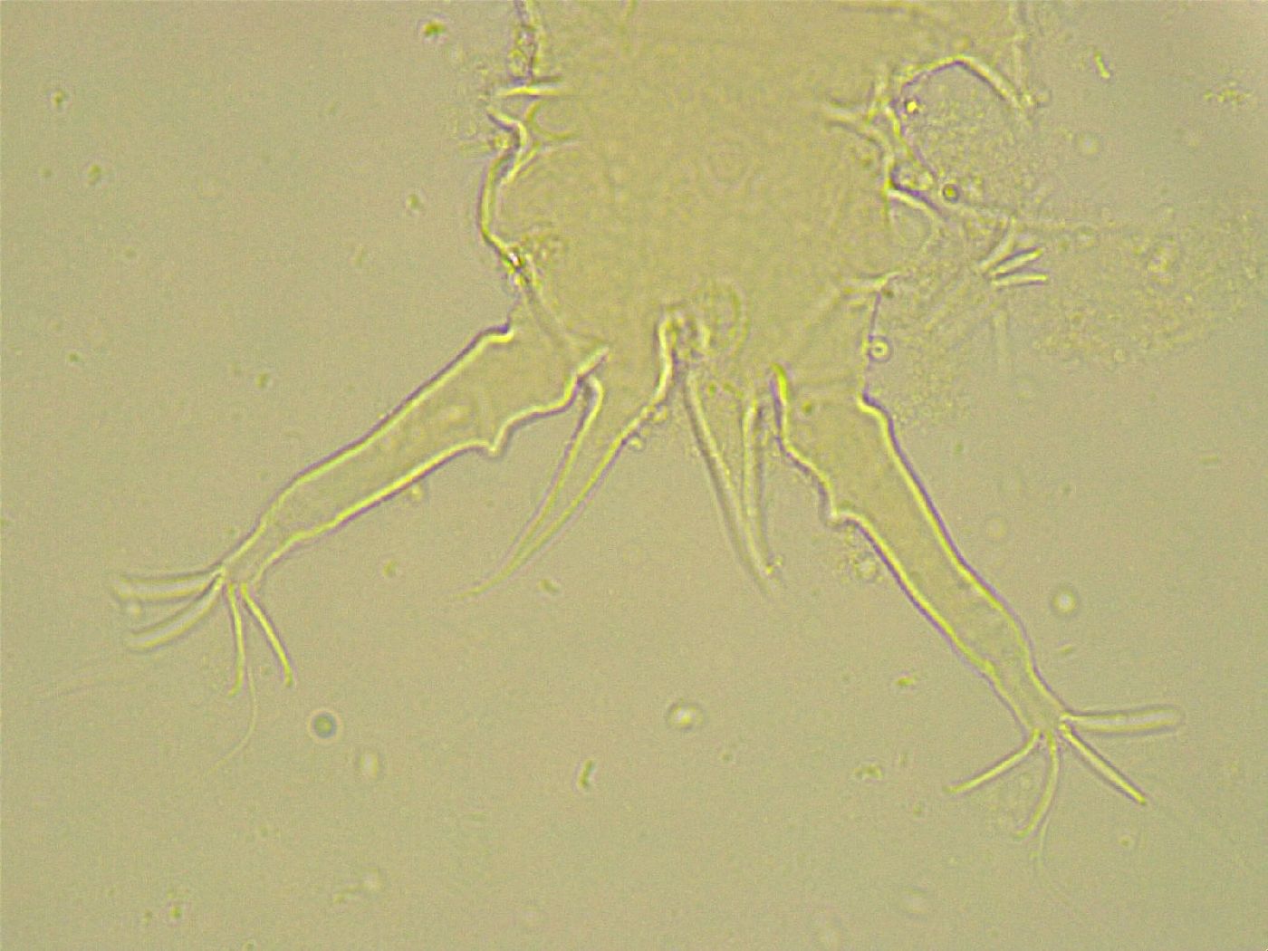 Stygarctus bradypus image