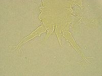 Stygarctus bradypus image
