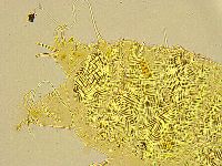 Acanthechiniscus victor image