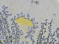 Biserovus bindae image