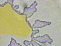 Biserovus bindae image