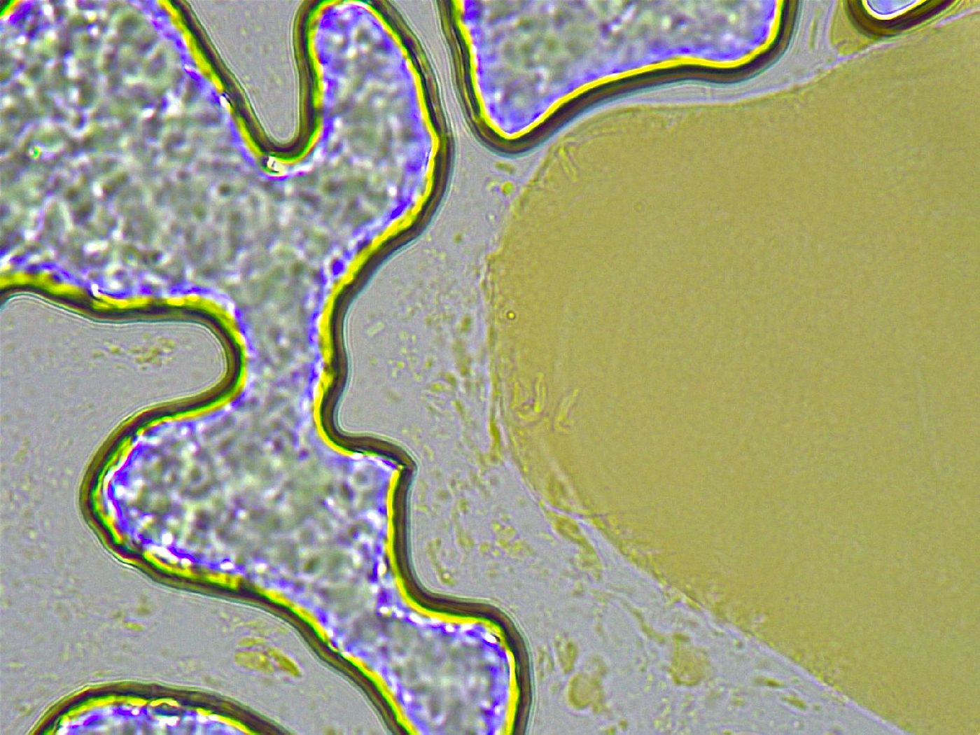 Biserovus bindae image