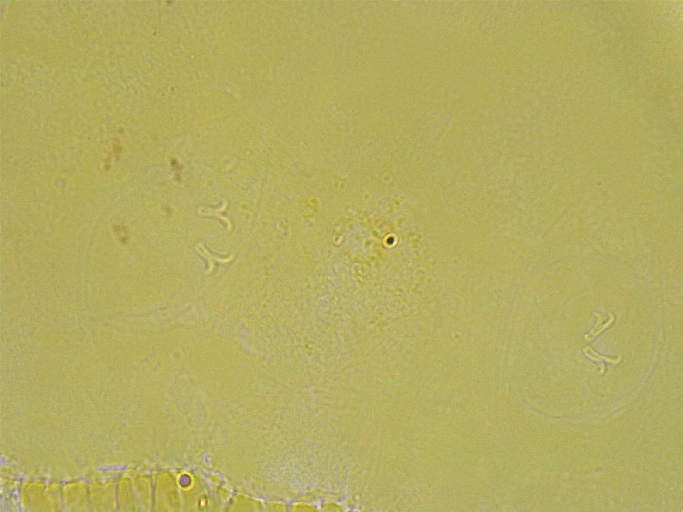 Biserovus bindae image