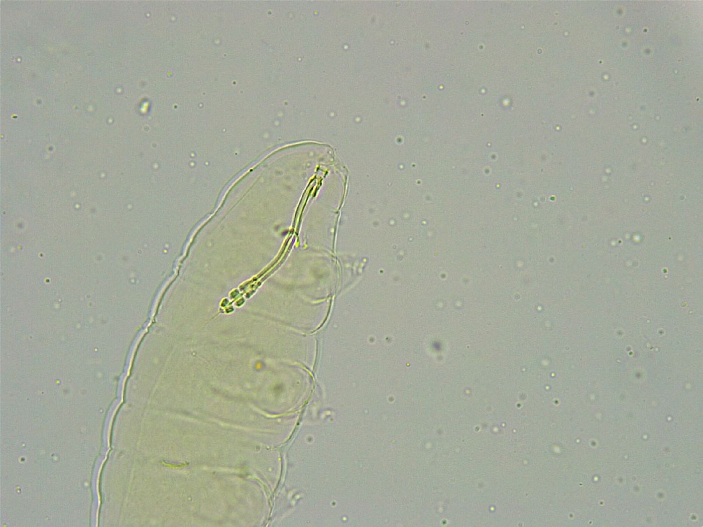 Biserovus bindae image