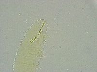 Biserovus bindae image