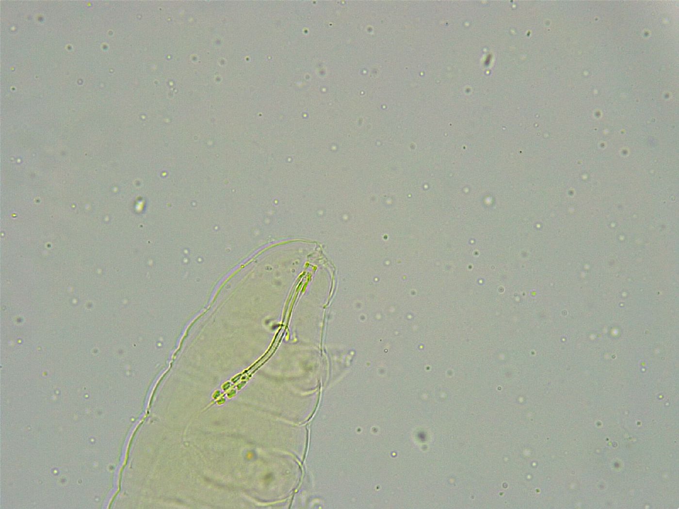 Biserovus bindae image