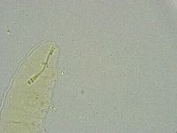 Biserovus bindae image