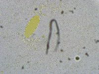 Biserovus bindae image
