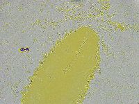 Biserovus bindae image