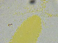 Biserovus bindae image
