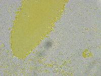 Biserovus bindae image