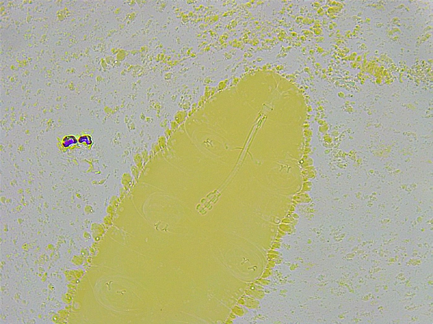 Biserovus bindae image