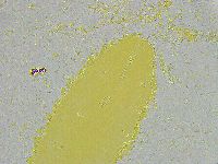 Biserovus bindae image
