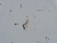 Biserovus bindae image